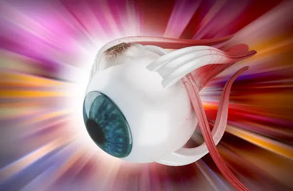 3D İnsan Gözü Yapısı 