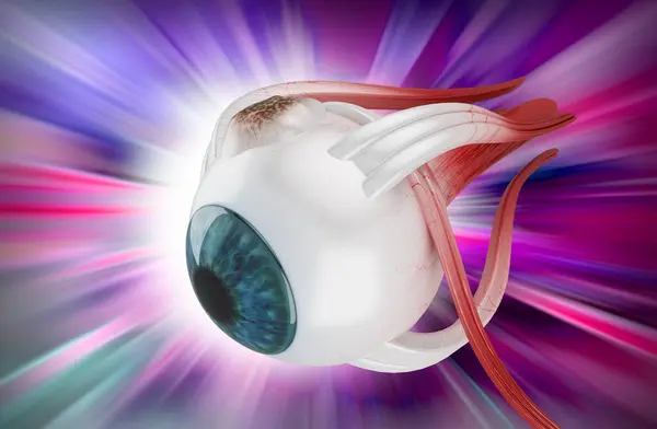 3D İnsan Gözü Yapısı 