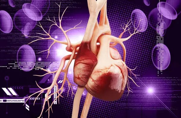 Bir insan kalbinin 3 boyutlu çizimi