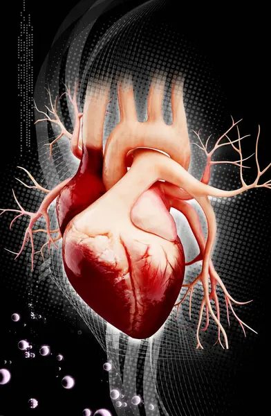 Bir insan kalbinin 3 boyutlu çizimi