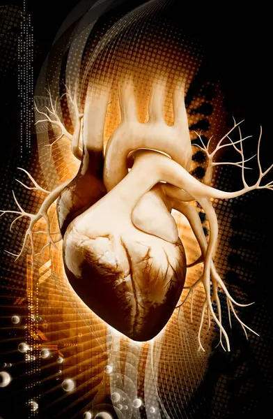 Bir insan kalbinin 3 boyutlu çizimi