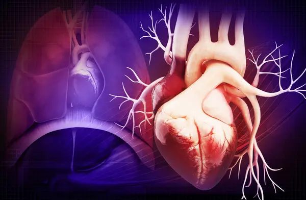 Bir insan kalbinin 3 boyutlu çizimi