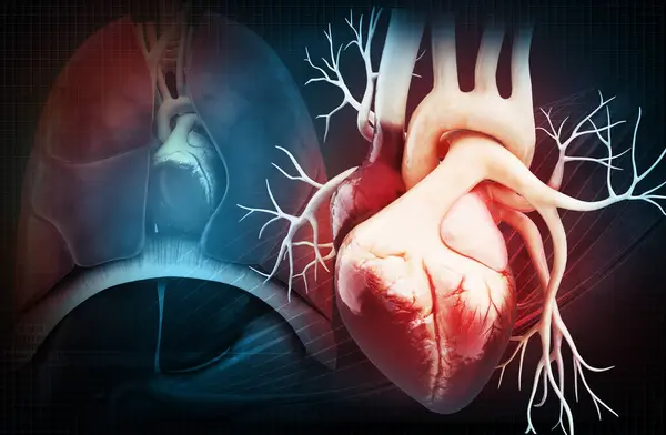 Bir insan kalbinin 3 boyutlu çizimi