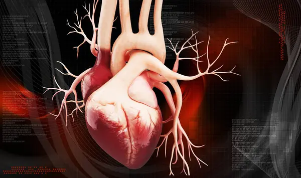 Bir insan kalbinin 3 boyutlu çizimi