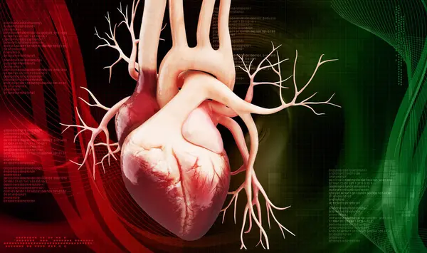 Bir insan kalbinin 3 boyutlu çizimi