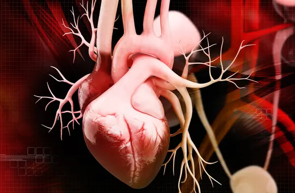 Bir insan kalbinin 3 boyutlu çizimi