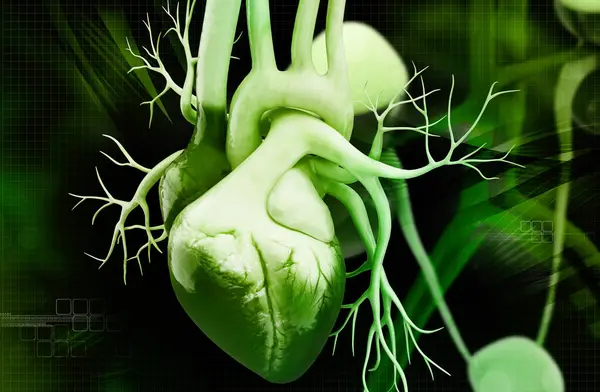 Bir insan kalbinin 3 boyutlu çizimi