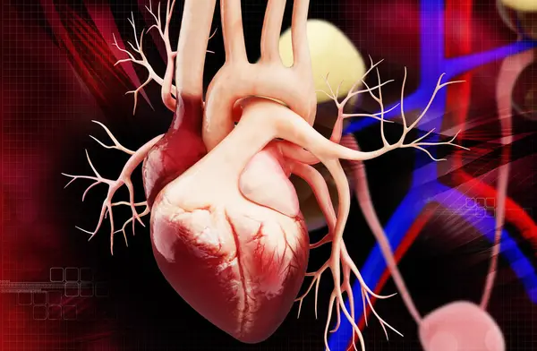 Bir insan kalbinin 3 boyutlu çizimi