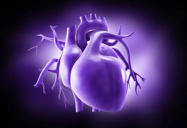 Bir insan kalbinin 3 boyutlu çizimi