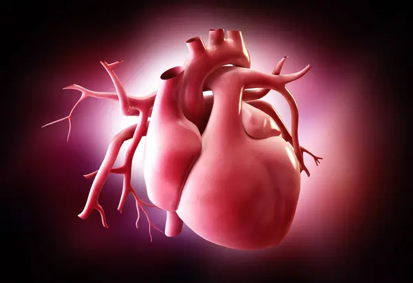 Bir insan kalbinin 3 boyutlu çizimi