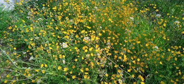 Baharda açan sarı kır çiçeklerinin arka planı