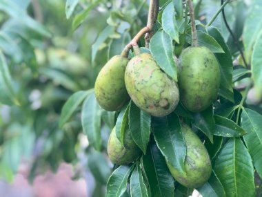 Ambarella meyve ağacı üzerinde