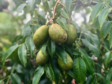 Ambarella meyve ağacı üzerinde