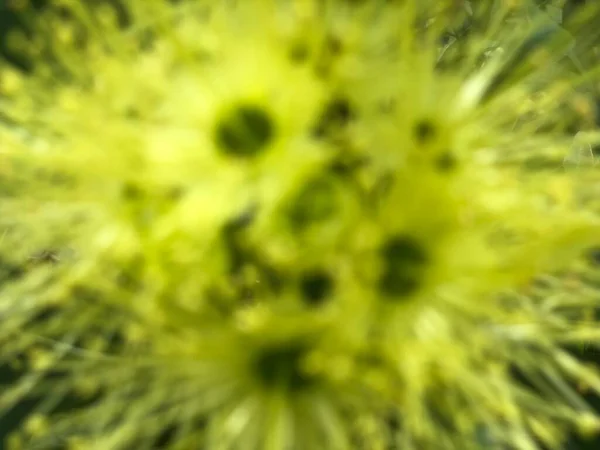 Жовта Квітка Дефокусованої Природи Фото Концепція — стокове фото