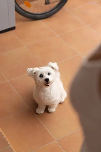 Adorable Maltese Puppy Tiled Floor Looking Camera — Stock Photo, Image