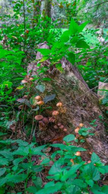 Huzurlu Yağmur Ormanları: Yeşiller İçin Yeşiller ve Doğadaki Doğal Güzellik