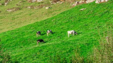 Lush Green Meadow 'da Huzurlu Otlama