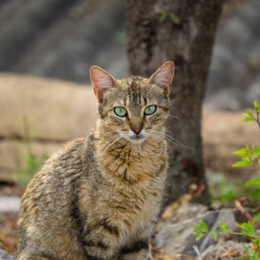 Yeşil gözlü güzel bir tekir kedi dışarıda dikkatlice oturur. Bu görüntü kedinin doğal güzelliğini ve tuhaf ifadesini doğal bir ortamda yakalar..
