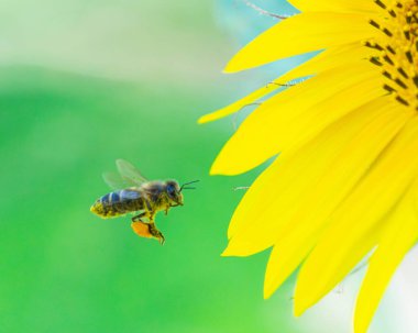 Güneşli bir yaz bahçesinde, tozlaşmayı ve doğanın güzelliğini gösteren canlı, sarı bir ayçiçeğine yaklaşan bir arı görüntüsü..
