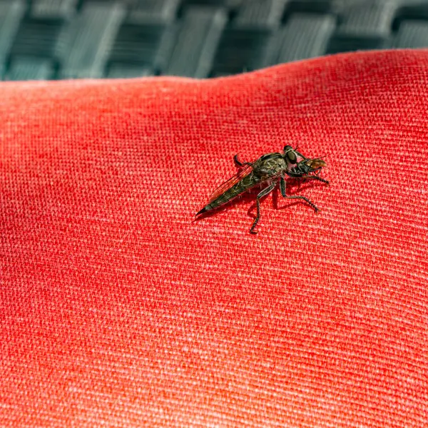 Canlı kırmızı kumaş üzerinde dinlenen bir hırsız sineğinin detaylı makro görüntüsü. Böceğin karmaşık kumaş arkaplan detaylarını ve dokularını vurgular.