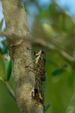 Ağaç dalına tünemiş bir ağustos böceğinin ayrıntılı görüntüsü, yemyeşil bir ortamda farklı kanatlarını ve doğal yaşam alanını gözler önüne seriyor..