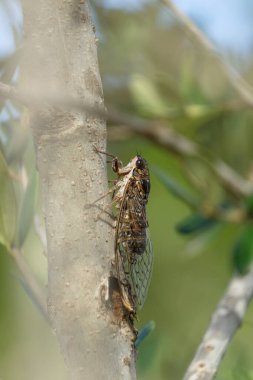 Ağaç gövdesine tünemiş bir ağustos böceğinin detaylı görüntüsü, açık havada karmaşık kanat desenlerini ve doğal renklerini gözler önüne seriyor..