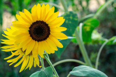 Çiçek açmış parlak sarı ayçiçeği yeşil yapraklı arka planda duruyor. Büyümeyi, doğayı ve yaz güzelliğini simgeliyor..