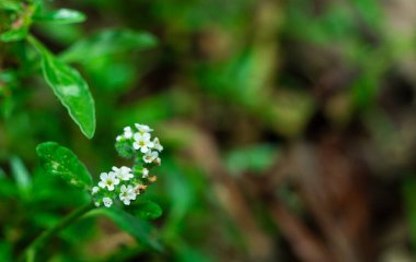 Canlı yeşil yapraklarla çevrili küçük kır çiçeklerinin yakın plan görüntüsü doğanın narin güzelliğini ve huzurunu gözler önüne seriyor..