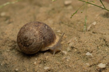 Küçük yeşil bitkilerle çevrili kumlu topraklarda sürünen bir salyangozun detaylı görüntüsü. Salyangozun dokusunu ve doğal yaşam alanını vurgular.