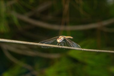 İnce bir dala tünemiş bir yusufçuğun detaylı bir yakın plan görüntüsü, hassas kanatlarını ve parlak renklerini bulanık doğal bir arka plana vurguluyor..