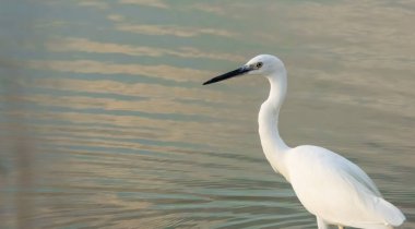 Huzurlu suda duran, doğal bir ortamda zarafet ve sükunet gösteren beyaz bir balıkçıl resmi..