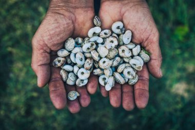 Çiftçinin elinde küçük salyangozlar. Tarım bahçesi ve salyangoz.