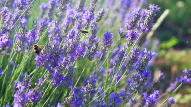  Katalonya, İspanya 'da günbatımında lavanta çiçekleri. , alanın derinliği