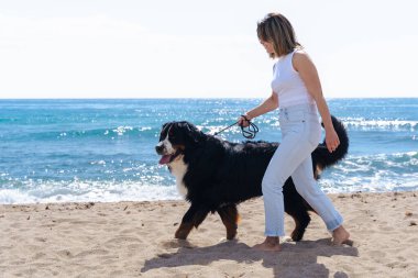 Genç bir kadın, güneşli bir kumsalda, palmiye ağaçlarıyla Bernese Mountain Dog 'la yürüyor. Mavi gökyüzünün altında rahatlatıcı bir an, deniz kenarında yürümek için mükemmel bir gün, sıradan ve doğal bir sahne.. 