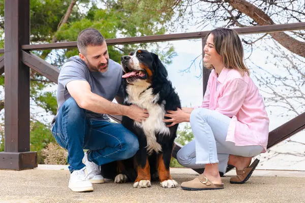 Kafkasyalı bir çift plajın yanında büyük köpekleri ile birlikte gülümsüyor ve tatilde birlikte poz veriyorlar. Parlak bir günde evcil hayvanlarıyla mutlu bir bağ, sevgi ve arkadaşlık anı.. 