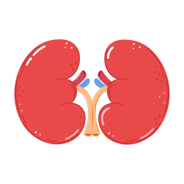 かわいい面白い腎臓の臓器の文字 ベクトル手描き漫画カワイイキャラクターイラストアイコン 白い背景に隔離されている 幸せな腎臓の文字の概念 — ストックベクタ