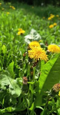 Karahindiba çiçeğinin üzerindeki arı güneşli çayırda