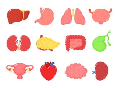 Renkli çizimler. İnsan organları, kalp, karaciğer, mide, akciğerler, böbrekler, pankreas, bağırsaklar, mesane, rahim, beyin dalağı safra kesesi eğitimi biyoloji sağlık çalışmaları için idealdir.