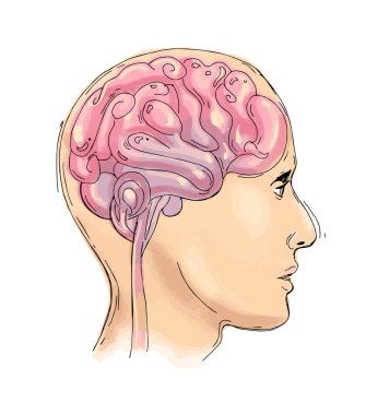 İnsan beyni, yan profil ve suluboya etkisinin yarattığı röntgen efekti. Vektör dosyası.