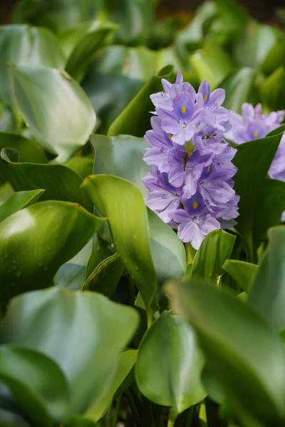 Okouzlující Zblízka Vodní Hyacinth Květiny Krása — Stock fotografie