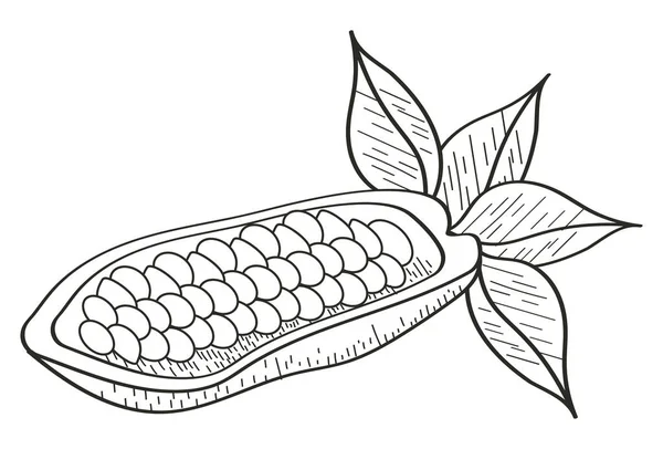 Cocoa Fruit Sketch Style Icon — Stockový vektor