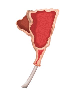 Tomahawk sığır eti kesimi kasap ürünü