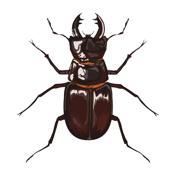 Insecte Scarabée Animal Isolé Icône — Image vectorielle