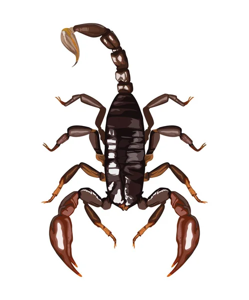 Skorpion Farliga Insektsdjur Ikon — Stock vektor