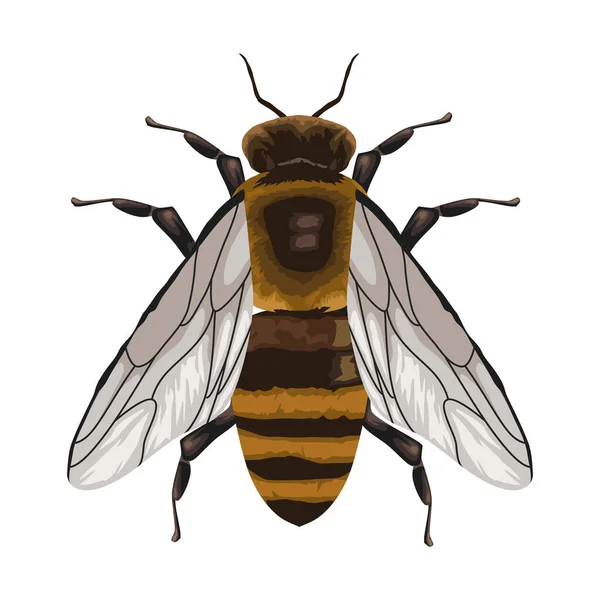 Včelí Hmyz Zvíře Izolované Ikona — Stockový vektor