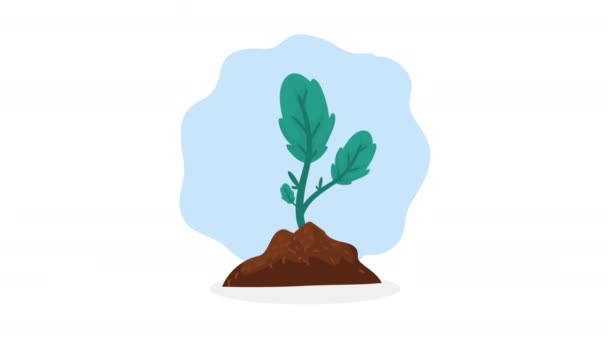 Garten Pflanzen Natur Ökologie Animation Video Animiert — Stockvideo