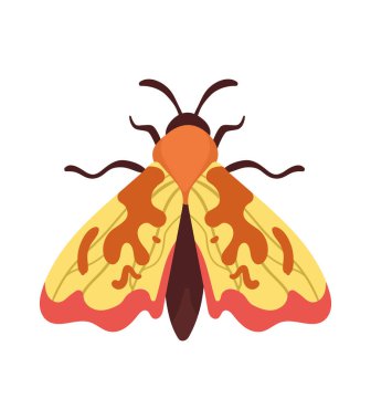 orange moth insect animal icon clipart