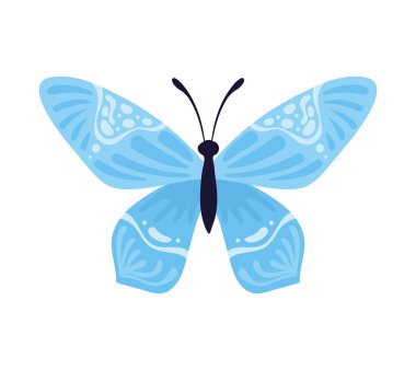 Mavi kanatlı kelebek.