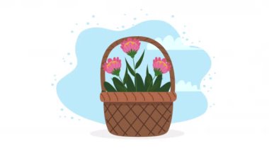 pink flowers spring in basket ,4k video animated