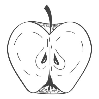 fresh half apple fruit drawn